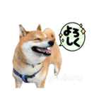柴犬・銀ちゃん ②（個別スタンプ：7）