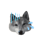 柴犬・銀ちゃん ②（個別スタンプ：8）