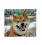柴犬・銀ちゃん ②（個別スタンプ：9）