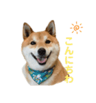 柴犬・銀ちゃん ②（個別スタンプ：10）