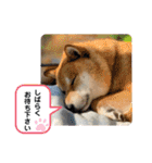 柴犬・銀ちゃん ②（個別スタンプ：11）