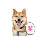柴犬・銀ちゃん ②（個別スタンプ：12）