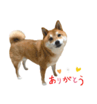 柴犬・銀ちゃん ②（個別スタンプ：13）
