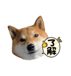 柴犬・銀ちゃん ②（個別スタンプ：15）