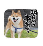 柴犬・銀ちゃん ②（個別スタンプ：16）