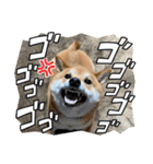 柴犬・銀ちゃん ②（個別スタンプ：17）