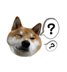 柴犬・銀ちゃん ②（個別スタンプ：18）