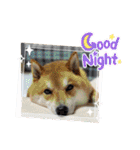 柴犬・銀ちゃん ②（個別スタンプ：19）