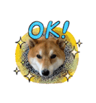 柴犬・銀ちゃん ②（個別スタンプ：20）