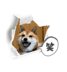 柴犬・銀ちゃん ②（個別スタンプ：21）