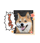 柴犬・銀ちゃん ②（個別スタンプ：22）