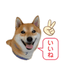 柴犬・銀ちゃん ②（個別スタンプ：23）
