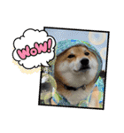 柴犬・銀ちゃん ②（個別スタンプ：24）