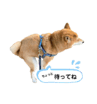 柴犬・銀ちゃん ②（個別スタンプ：25）