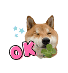 柴犬・銀ちゃん ②（個別スタンプ：26）