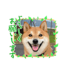 柴犬・銀ちゃん ②（個別スタンプ：27）