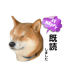 柴犬・銀ちゃん ②（個別スタンプ：28）