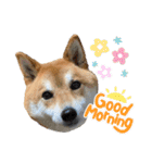 柴犬・銀ちゃん ②（個別スタンプ：29）