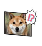 柴犬・銀ちゃん ②（個別スタンプ：30）