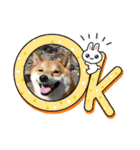 柴犬・銀ちゃん ②（個別スタンプ：33）