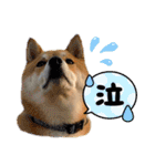 柴犬・銀ちゃん ②（個別スタンプ：34）