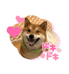 柴犬・銀ちゃん ②（個別スタンプ：35）