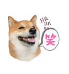柴犬・銀ちゃん ②（個別スタンプ：36）