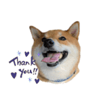 柴犬・銀ちゃん ②（個別スタンプ：37）