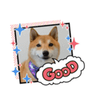 柴犬・銀ちゃん ②（個別スタンプ：39）