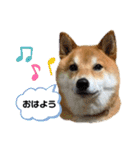 柴犬・銀ちゃん ②（個別スタンプ：40）