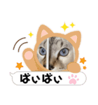 ねこねこいぬいぬいんこ（個別スタンプ：17）