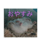 ちゃろすううう（個別スタンプ：1）