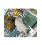 ちゃろすううう（個別スタンプ：4）