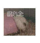 ちゃろすううう（個別スタンプ：7）