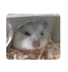 ちゃろすううう（個別スタンプ：13）