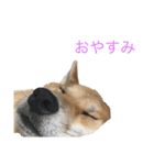 おさぬ（個別スタンプ：5）