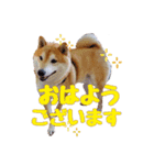 柴犬 うちの佑くん。⑤（個別スタンプ：1）