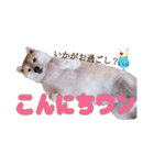 柴犬 うちの佑くん。⑤（個別スタンプ：2）