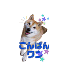 柴犬 うちの佑くん。⑤（個別スタンプ：3）