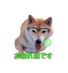 柴犬 うちの佑くん。⑤（個別スタンプ：4）