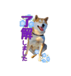 柴犬 うちの佑くん。⑤（個別スタンプ：5）