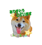 柴犬 うちの佑くん。⑤（個別スタンプ：6）