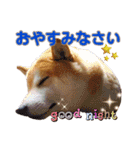 柴犬 うちの佑くん。⑤（個別スタンプ：7）