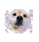 柴犬 うちの佑くん。⑤（個別スタンプ：8）