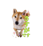 柴犬 うちの佑くん。⑤（個別スタンプ：9）