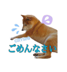 柴犬 うちの佑くん。⑤（個別スタンプ：10）