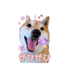 柴犬 うちの佑くん。⑤（個別スタンプ：11）
