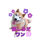 柴犬 うちの佑くん。⑤（個別スタンプ：12）