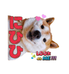 柴犬 うちの佑くん。⑤（個別スタンプ：13）