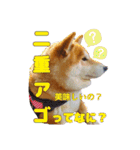 柴犬 うちの佑くん。⑤（個別スタンプ：14）